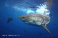   Scarboard her pilot fish Seal playing warm water off Isla Guadalupe  